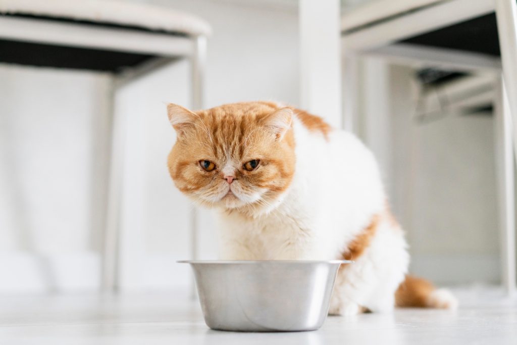 hidratación gatos