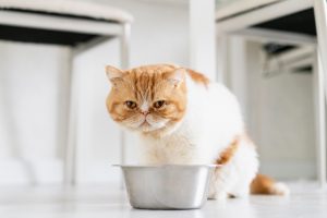 hidratación gatos