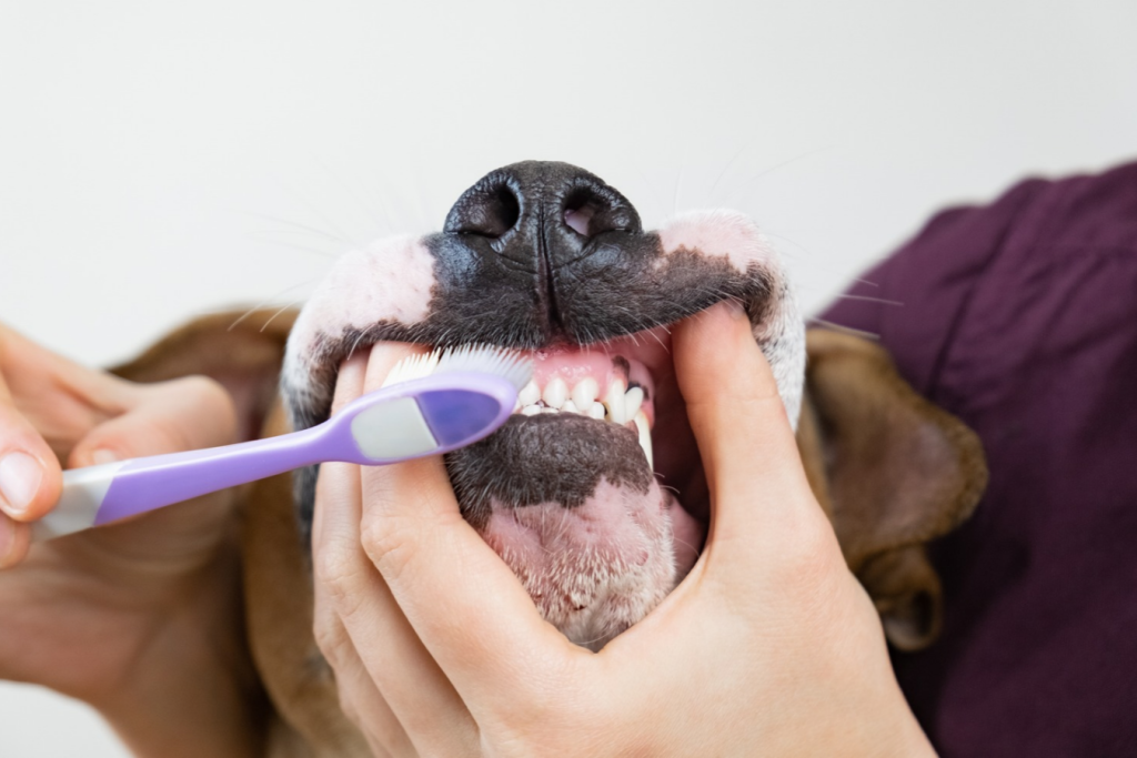 Salud dental en mascotas y cuidado de los dientes de perros y gatos